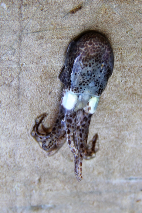 little cuttlefish - Sepiola atlantica little cuttlefish - Sepiola atlantica