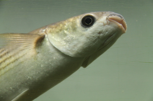 Thick-lipped mullet - Chelon Labrosus