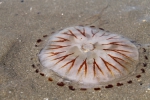compass jellyfish - Chrysaora hysoscella