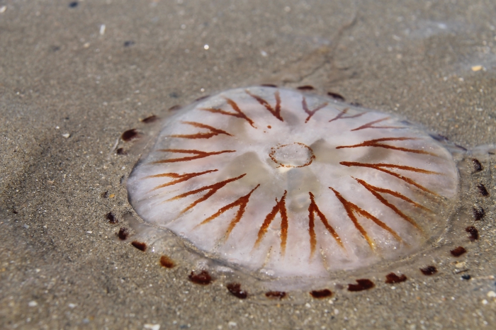 compass jellyfish - Chrysaora hysoscella compass jellyfish - Chrysaora hysoscella
