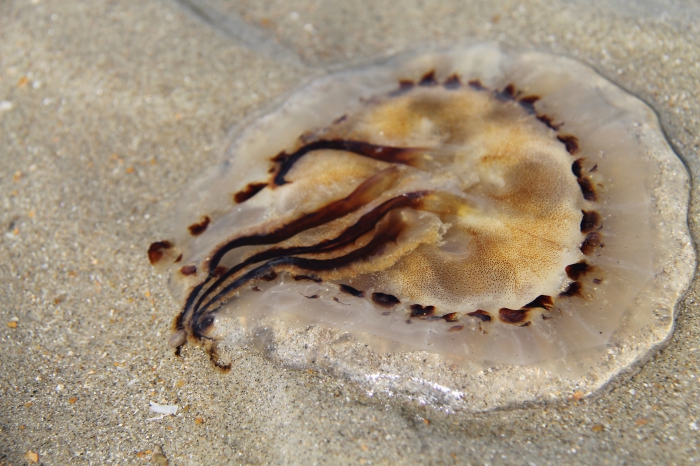 compass jellyfish - Chrysaora hysoscella