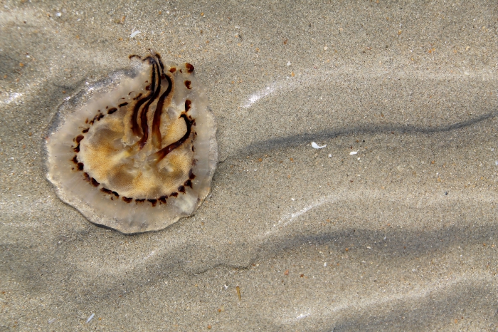 compass jellyfish - Chrysaora hysoscella compass jellyfish - Chrysaora hysoscella