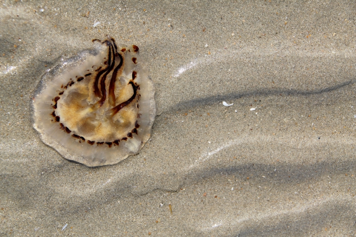 compass jellyfish - Chrysaora hysoscella