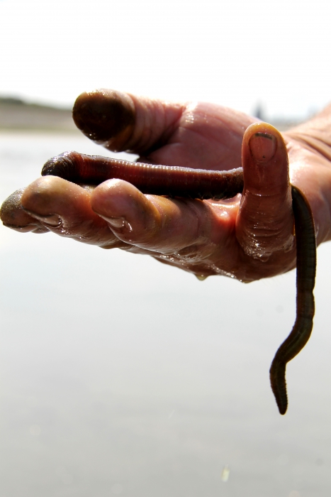 Lugworm Lugworm
