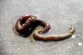 Polychaeta (bristle worms)