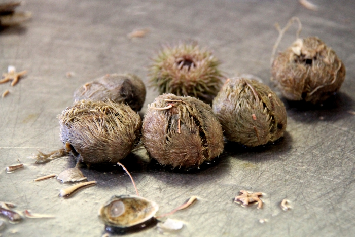 Echinocardium cordatum & Psammechinus miliaris Echinocardium cordatum & Psammechinus miliaris