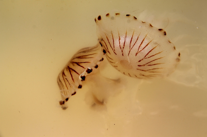 Swimming compass jellyfish