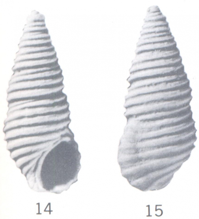 Stosicia gardnerae (Ladd, 1966) Stosicia gardnerae (Ladd, 1966)