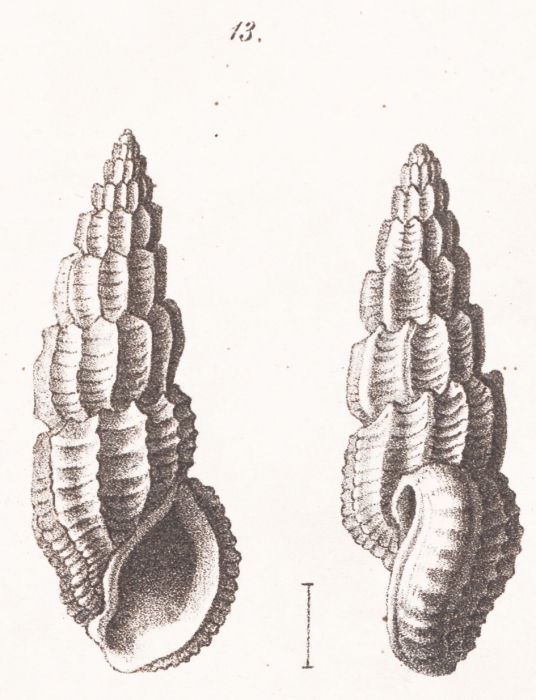 Rissoina lamellosa f. mioschwartziana Sacco, 1895