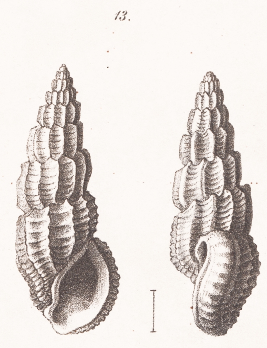 Rissoina lamellosa f. mioschwartziana Sacco, 1895 Rissoina lamellosa f. mioschwartziana Sacco, 1895