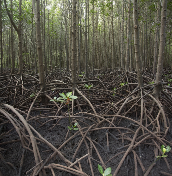 Mangrove reforestation