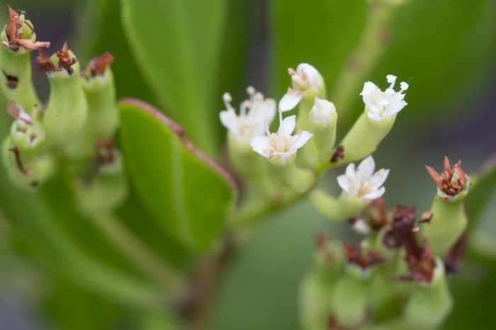 Mangroves