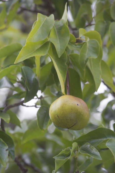 Mangroves