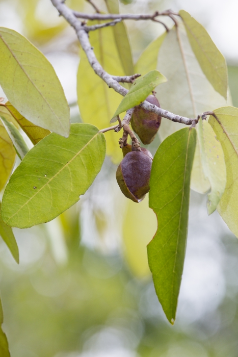 Mangroves