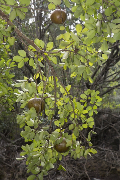 Mangroves