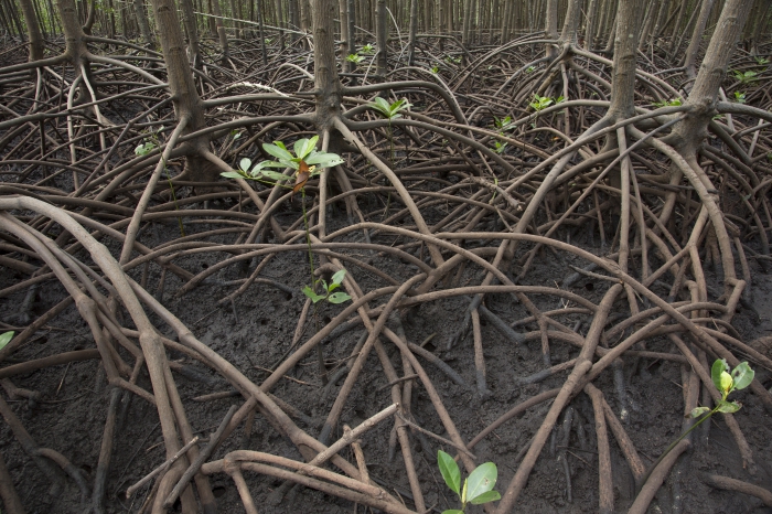 Mangrove reforestation