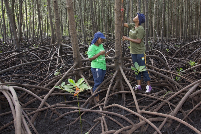 Mangrove reforestation