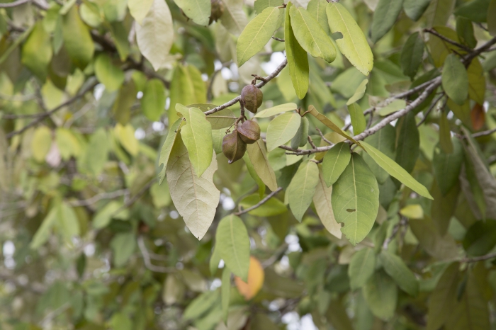 Mangroves