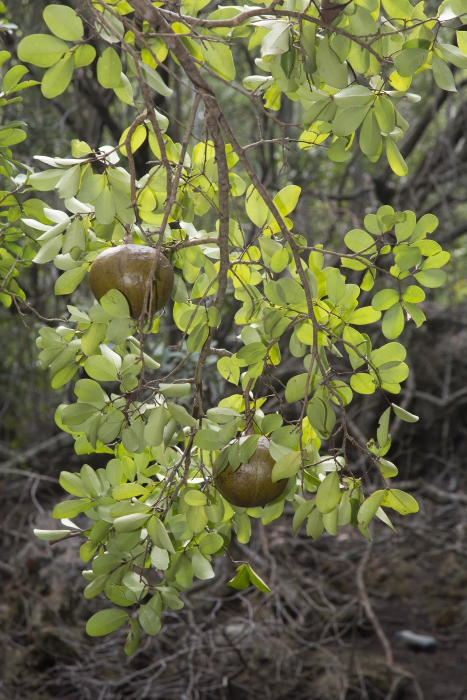 Mangroves