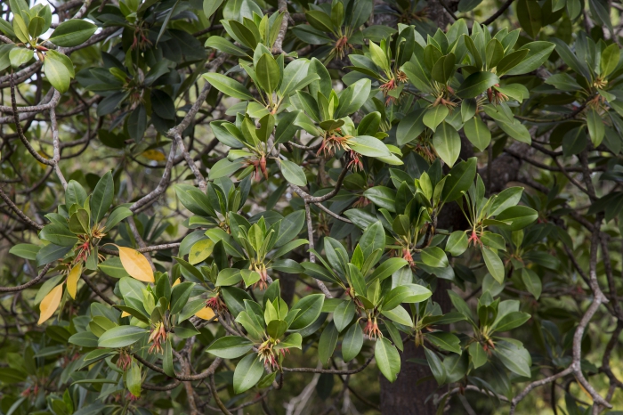 Mangroves