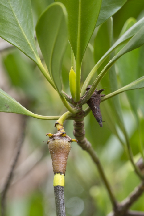 Mangroves