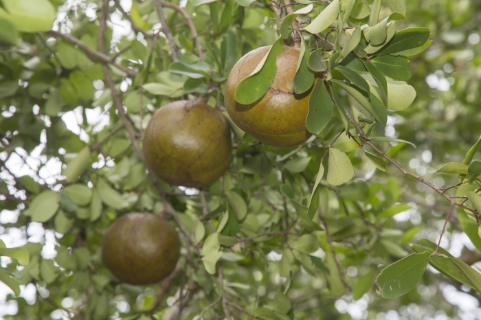 Mangroves