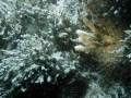 Porifera (sponges)