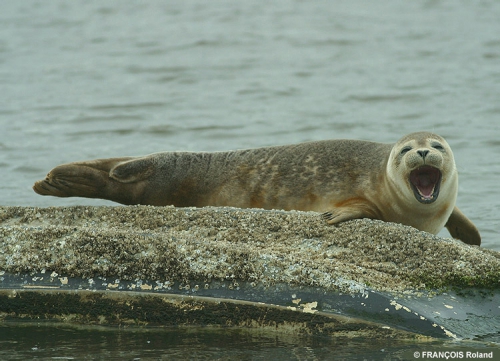 Common seal