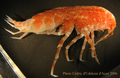 Crustacea (crustaceans)