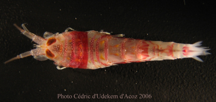 Rhachotropis aff antarcticus ANTXXIII-8 St 642-1 Elephant Island