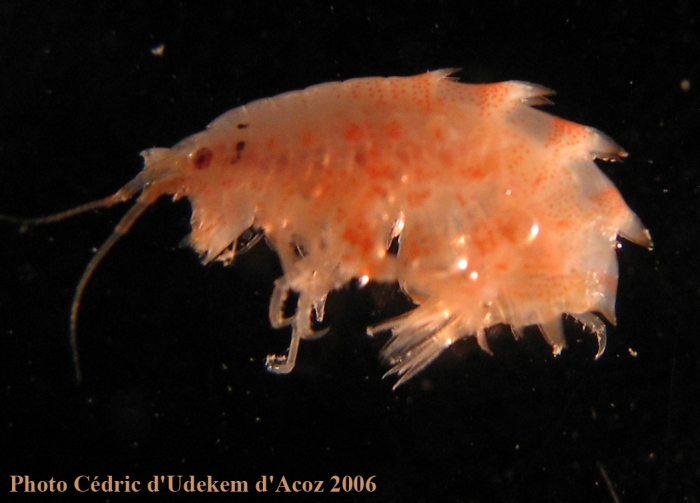 Iphimidiella serrata ANTXXIII-8 St-642-2 Elephant Island