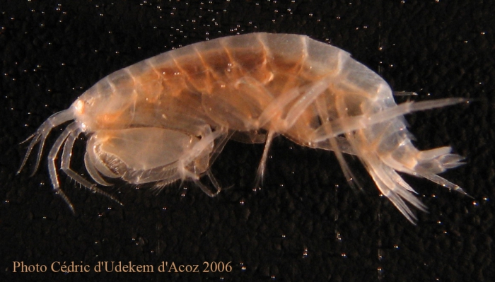 Liljeborgia quadridentata, adult male, ANTXXIII-8 St-642-2 Elephant Island