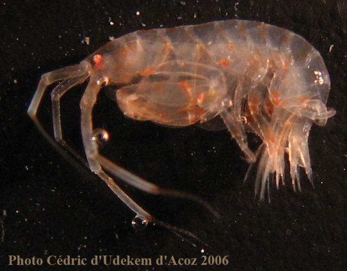 Stenothoidae n det ANTXXIII-8 St-642-2 Elephant Island