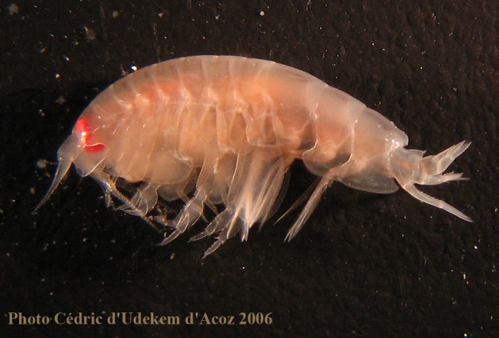 Tryphosella macropareia ANTXXIII-8 St-642-2 Elephant Island