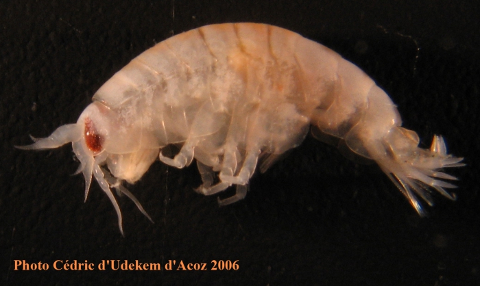 Orchomenyx sp from sponge ANTXXIII-8 St-654-1 Elephant Island