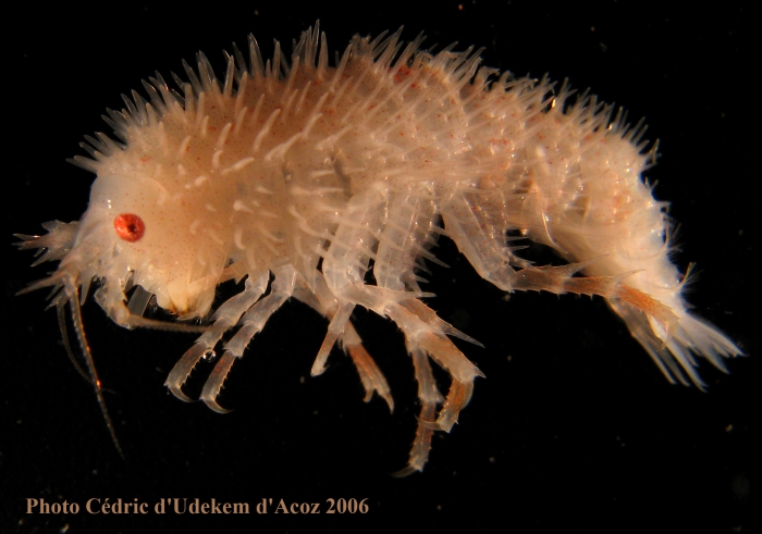 Echiniphimedia hodgsoni slender-spined form ANTXXIII-8 St-654-6 Elephant Island