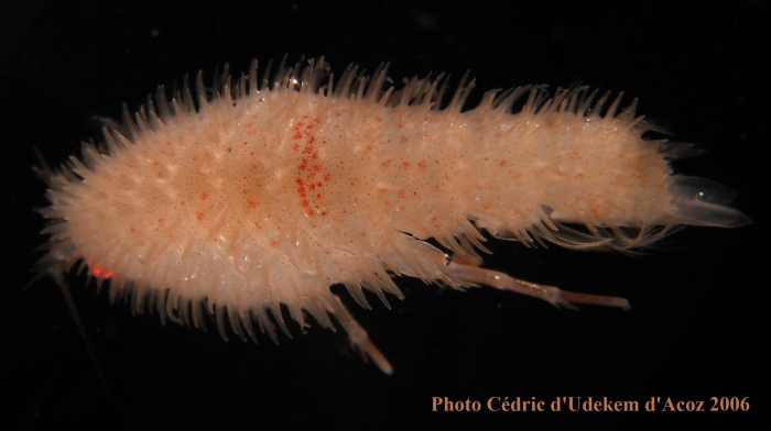 Echiniphimedia hodgsoni slender-spined form ANTXXIII-8 St-654-6 Elephant Island