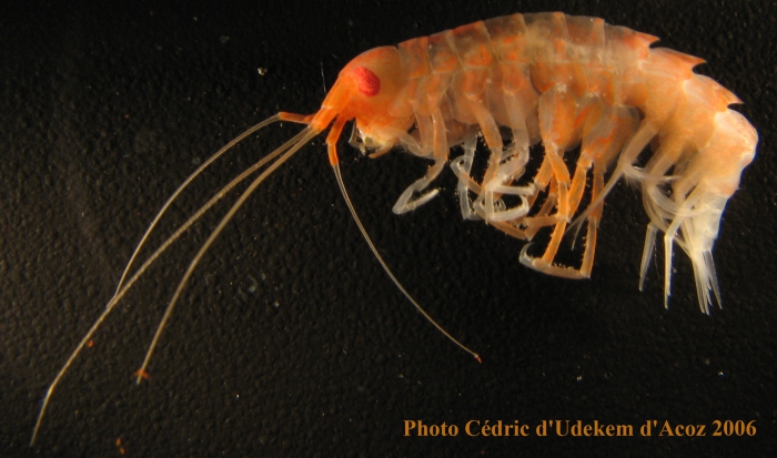 Eusiroidea n det orange ANTXXIII-8 St-654-6 Elephant Island