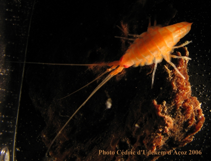 Eusiroidea n det orange ANTXXIII-8 St-654-6 Elephant Island