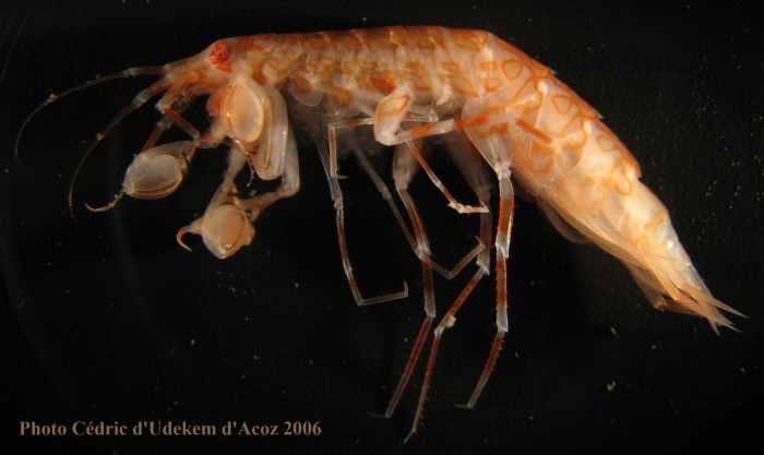 Eusirus cplx antarcticus, form with ring spots, ANTXXIII-8 St-654-6 Elephant Island