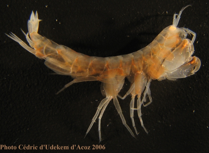 Liljeborgia quadridentata, adult male, ANTXXIII-8 St-654-6 Elephant Island