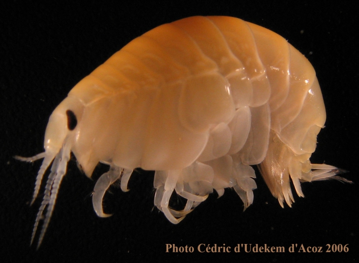 Lysianassoidea n det, yellow with black eye, ANTXXIII-8 St-654-6 Elephant Island