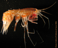 Crustacea (crustaceans)