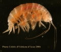 Crustacea (crustaceans)