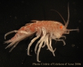 Crustacea (crustaceans)