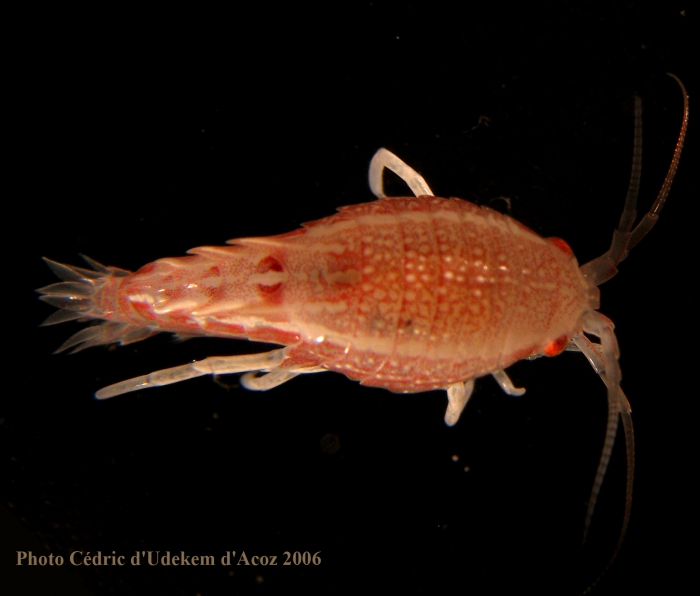 Amchiphimedia dorsalis, young (10 mm) ANTXXIII-8 St 654-7 Elephant Island