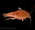 Crustacea (crustaceans)