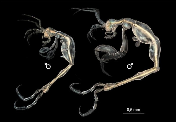 Liropus minusculus Guerra-García & Hendrycks 2013