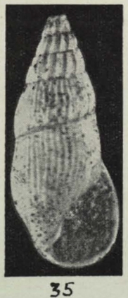 Rissoina heterolira Laws, 1941 Rissoina heterolira Laws, 1941