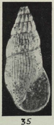 Rissoina heterolira Laws, 1941